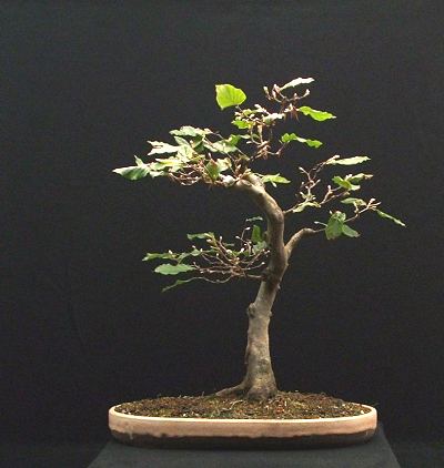 Fagus sylvatica/European Beech Bonsai Progression Series
